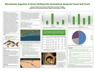 Microplastic Ingestion in Grunt (Orthopristis chrysoptera) Along the Texas Gulf Coast
Savannah Tarpey, Jessica Purtell, Colleen Peters, and Susan P. Bratton
Department of Environmental Science, Baylor University, Waco, TX 76798
ABSTRACT
Plastic microparticles, ranging between 50 and 5000 µm,
reside within marine, freshwater, and deep ocean
environments. While substantial literature has quantified the
ingestion of macroplastics by marine vertebrates, relatively
few studies have focused on the ingestion of microplastics
and artificial polymers, such as polyester and nylon threads.
This study documents microplastic ingestion by grunt
(Orthopristis chrysoptera) from the inshore coastal waters,
between Galveston and Freeport, Texas. A total of 122 grunt
were collected from four sample locations, averaging 17.31
cm in length and 77.94 g in weight. Of the 122 grunt
collected, 35 (29%) stomachs contained ingested
microplastics. Neither fish length (p=0.586, cc=0.050) nor
weight (p=0.899, cc=-0.012) was correlated to microplastic
ingestion. Fish collected from Surfside Jetty had the highest
frequency of microplastic ingestion (61%) and mean number
of particles per fish (1.65), followed by Freeport Channel
(24% and 1.33), 91st Street (20% and 1.25) and San Luis Pass
(14% and 1.00). A total of 50 microplastic items were
collected from grunt stomachs and 98% were in the form of
threads, with blue the predominantly collected color (46.8%).
Additionally, there was one microplastic bead recovered
from a grunt collected from Freeport Channel. There were
no macroplastic items or additional microplastic forms
collected from sample stomachs. While this study confirms
the ingestion of microplastics by grunt, it is probable that
species, feeding method, location, and levels of local
anthropogenic disturbance influence the frequency of
microplastic ingestion.
METHODS
Field collection – Grunt
Between May and August 2015, using hook and line,
sampling teams collected 122 grunt, from 4 sample locations
ranging from Galveston to Freeport, Texas. Sites included
central Galveston around 91st Street, the open ocean side of
Surfside Jetty, San Luis Pass, and the Freeport Jetty.
Collections were taken directly from the beach, jetty, or dock.
Laboratory analysis
Microplastics, including artificial polymers, are defined as 50
to 5000 µm in length. Teams separated stomach contents via
a multi-stage process, by utilizing distilled deionized water to
wash stomach material through four filters; 1000µm, 243µm,
118µm, and 53µm; thereby separating individual food items
into separate size categories. Teams then examined the
stomach content on each filter utilizing a stereo-microscope
using 20 x oculars, and separated items into categories via
taxon (genus or family), anthropogenic, or microplastic. Items
determined to be microplastics or artificial polymers were
cleaned and made into slides, or placed into small bags if too
large for a slide.
Statistical analysis
Statistical analysis was conducted utilizing SPSS, versions 22.0
and 23.0. Procedures included Crosstabs, Correlation, and
Means.
Description
Orthopristis chrysoptera, commonly known as a grunt, are members of the
family (Haemulidae). Grunt can be found in the Gulf of Mexico from Florida
to the Yucatan peninsula and along the Atlantic coast of the United States
from the southernmost point of Florida to New York. Juvenile grunt reside
within shallow waters close to the shoreline and and prefer habitats which
include dense vegetation. Juvenile grunt feed mainly upon copepods,
shrimp larvae, and mysid shrimp. Adult grunt frequent deeper areas which
are more thinly vegetated and prefer a diet of polychaetes, amphipods, fish
larvae, shrimp, and crabs. Predators of this species include snappers,
groupers, sharks, and spotted seatrout.
ACKNOWLEDGEMENTS
We thank the Gus Glascock Endowment , the Baylor University Research Grant Program, and the
Baylor URSA Undergraduate Research Small Grant Program for providing funds for travel and other
expenses for this project. We thank Colleen Peters for assistance with field collection and analysis.
Recent related article: Peters, C.
A., S.P. Bratton. 2016. Urbanization
is a major influence on
microplastic ingestion by sunfish in
the Brazos River Basin, Central
Texas, USA. Environmental
Pollution. 210:380-387.
MORPHOLOGY & INGESTION BY SIZE
 The mean length of grunt was 17.31cm. The mean weight was 77.94g
and the mean stomach weight was 1.00g
 The overall mean frequency of grunt that had ingested microplastics or
anthropogenic fibers was 29%
 The mean number of particles per fish was 1.43
 Neither frequency of ingestion nor number of particles ingested was
correlated with fish length, overall weight, or stomach weight
 Grunt primarily ingest small crustaceans and mollusks.
 The most dominant microplastic color was blue
 The majority of the particles in these marine samples were thread
shaped or elongated. Spheres or cubes were uncommon. For the grunt,
98% of the particles were threads and 2% were microbeads (Fig.6).
Threads may become entangled in natural foods or may be more
difficult to expel. This suggests incidental ingestion of anthropogenic
materials.
 Despite hypotheses in the literature that marine fish may mistake fibers
for prey species such as worms, preliminary inspection of the stomach
contents did not suggest that grunt were selectively foraging on fibers.
GOALS
1. Determine if a coastline marine fish species ingest
microplastics or artificial polymers.
2. Determine if fish length and weight influence levels of
microplastic ingestion.
3. Classify the main forms of particles ingested.
Fig. 4. Pearson product moment correlations among sample means for
average fish weight, length, and stomach weight, and the percent of
fish with microplastics, and the average number of microplastics per
fish
CONCLUSIONS
• Microplastics are a frequent contaminant in coastal Texas waters
• 29% of fish examined had ingested microplastics, which is similar to results
reported in other marine studies (12-37%) (Sanchez et al., 2014)
• 98% of microplastics were in the shape of threads and the majority were blue
in color
• The presence of Cymothoa exigua did not correlate to the frequency or
number of microplastics ingested
• Microplastic ingestion did not correlate to fish length, weight, or stomach
weight
• The greatest frequency of microplastic ingestion occurred at Surfside Jetty
(61%), followed by the Freeport Channel (24%), both of which are located at
the mouth of the Brazos River
• Based on the results of Peters and Bratton (2016), we suggest the following
hypothesis: Microplastic ingestion is greater at Surfside Jetty and Freeport
Channel due to a greater proportion of microplastics residing within the
Brazos River and releasing into the Gulf of Mexico
0.2
0.61
0.14
0.24
0
0.1
0.2
0.3
0.4
0.5
0.6
0.7
91st Surfside Jetty San Luis Pass Freeport Channel
MicroplasticFrequency
Sample Location
Figure 3: Overall Microplastic Frequency per Sample Location Figure 6: Mean Number of Microplastics per Fish by Location
1.25
1.65
1
1.33
0
0.2
0.4
0.6
0.8
1
1.2
1.4
1.6
1.8
91st Surfside Jetty San Luis Pass Freeport Channel
MeanNumberofMicroplastics
Sample Location
4%
47%
19%
2%
26%
2%
Red
Blue
Gray
Tan
Other
Bead
Figure 7: Distribution of Microplastic Colors
Fig. 1. Sample Locations Along the Texas Gulf Coast
Fig. 2. Typical fiber extracted from stomach content
Figure 5: Cymothoa exigua located on the tongue of a
grunt
The Cymothoa exigua or more
commonly known as the “tongue
eating louse” was found in 20
(16.4%) of the samples. A total of 25
louse were removed from samples,
six had taken the place of the tongue
and eighteen were located in the
gills. Neither the presence nor the
location of the louse correlated with
the frequency or number of
microplastics ingested .
Characteristics:
Dorsal Fin: 12-13 spines followed by 15-16 soft rays
Anal Fin: 3 spines followed by 12-13 soft rays
Both Fins: covered by a deep, scaly sheath
Body Color: light blue-gray, scales have bronze spots on edges which extend
along body to form stripes
Head Color: covered with bronze spots
Fin Color: yellowish bronze with dusky margins
Source: Todayifoundout.com
Source: Investigacion.izt
 