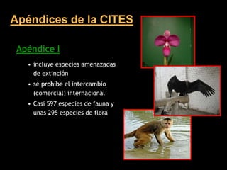 f705417432_CAOBA.ppt APLICACION DE LAS CITES | PPT