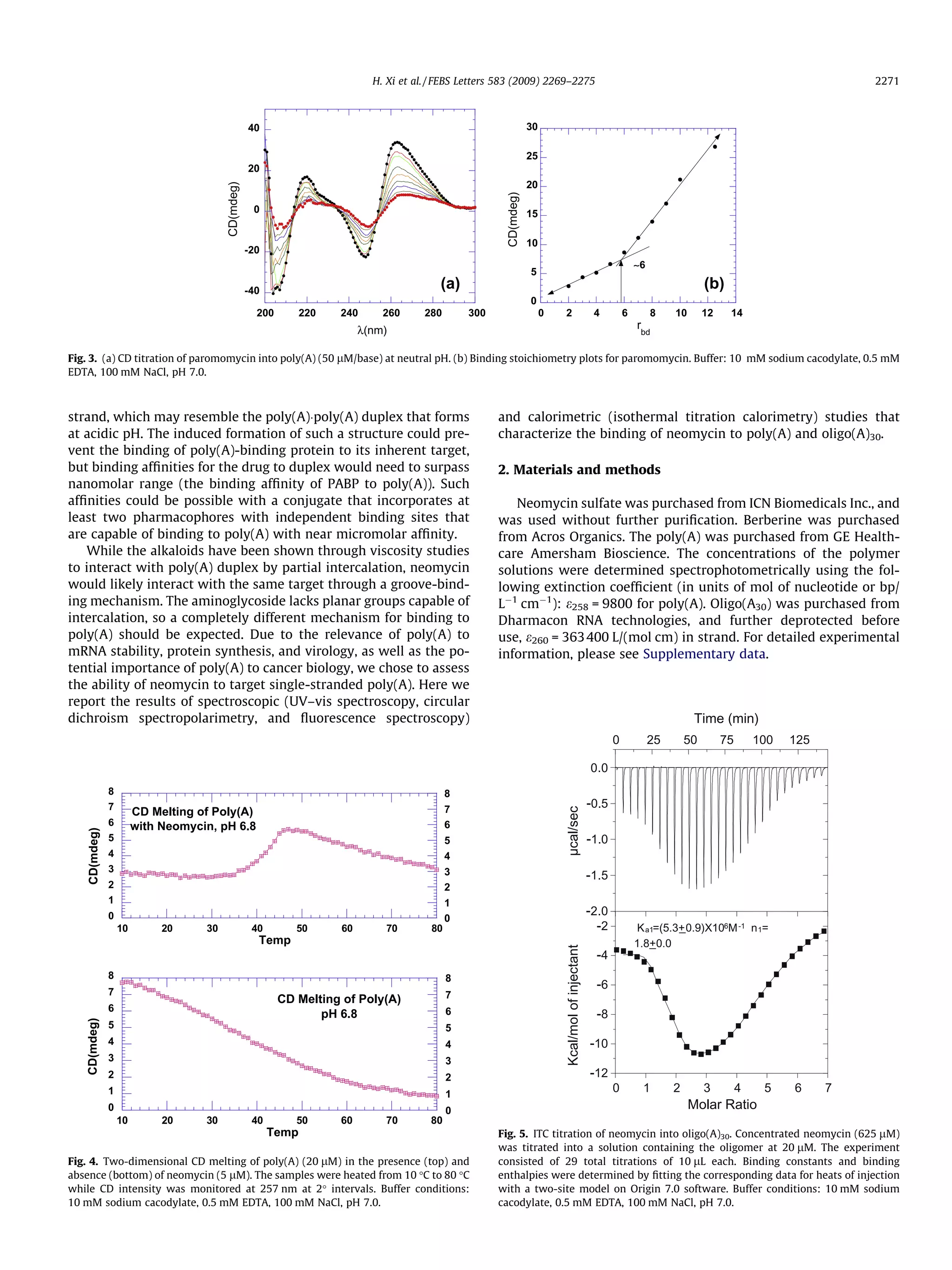 strand, which may resemble the poly(A)Ápoly(A) duplex that forms
at acidic pH. The induced formation of such a structure could pre-
vent the binding of poly(A)-binding protein to its inherent target,
but binding afﬁnities for the drug to duplex would need to surpass
nanomolar range (the binding afﬁnity of PABP to poly(A)). Such
afﬁnities could be possible with a conjugate that incorporates at
least two pharmacophores with independent binding sites that
are capable of binding to poly(A) with near micromolar afﬁnity.
While the alkaloids have been shown through viscosity studies
to interact with poly(A) duplex by partial intercalation, neomycin
would likely interact with the same target through a groove-bind-
ing mechanism. The aminoglycoside lacks planar groups capable of
intercalation, so a completely different mechanism for binding to
poly(A) should be expected. Due to the relevance of poly(A) to
mRNA stability, protein synthesis, and virology, as well as the po-
tential importance of poly(A) to cancer biology, we chose to assess
the ability of neomycin to target single-stranded poly(A). Here we
report the results of spectroscopic (UV–vis spectroscopy, circular
dichroism spectropolarimetry, and ﬂuorescence spectroscopy)
and calorimetric (isothermal titration calorimetry) studies that
characterize the binding of neomycin to poly(A) and oligo(A)30.
2. Materials and methods
Neomycin sulfate was purchased from ICN Biomedicals Inc., and
was used without further puriﬁcation. Berberine was purchased
from Acros Organics. The poly(A) was purchased from GE Health-
care Amersham Bioscience. The concentrations of the polymer
solutions were determined spectrophotometrically using the fol-
lowing extinction coefﬁcient (in units of mol of nucleotide or bp/
LÀ1
cmÀ1
): e258 = 9800 for poly(A). Oligo(A30) was purchased from
Dharmacon RNA technologies, and further deprotected before
use, e260 = 363400 L/(mol cm) in strand. For detailed experimental
information, please see Supplementary data.
-40
-20
0
20
40
200 220 240 260 280 300
CD(mdeg)
λ(nm)
0
5
10
15
20
25
30
0 2 4 6 8 10 12 14
CD(mdeg)
rbd
∼6
(a) (b)
Fig. 3. (a) CD titration of paromomycin into poly(A) (50 lM/base) at neutral pH. (b) Binding stoichiometry plots for paromomycin. Buffer: 10 mM sodium cacodylate, 0.5 mM
EDTA, 100 mM NaCl, pH 7.0.
0
1
2
3
4
5
6
7
8
10 20 30 40 50 60 70 80
CD Melting of Poly(A)
with Neomycin, pH 6.8
0
1
2
3
4
5
6
7
8
CD(mdeg)
Temp
0
1
2
3
4
5
6
7
8
10 20 30 40 50 60 70 80
CD Melting of Poly(A)
pH 6.8
0
1
2
3
4
5
6
7
8
CD(mdeg)
Temp
Fig. 4. Two-dimensional CD melting of poly(A) (20 lM) in the presence (top) and
absence (bottom) of neomycin (5 lM). The samples were heated from 10 °C to 80 °C
while CD intensity was monitored at 257 nm at 2° intervals. Buffer conditions:
10 mM sodium cacodylate, 0.5 mM EDTA, 100 mM NaCl, pH 7.0.
0 1 2 3 4 5 6 7
-12
-10
-8
-6
-4
-2
-2.0
-1.5
-1.0
-0.5
0.0
0 25 50 75 100 125
Time (min)
µcal/sec
Molar Ratio
Ka1=(5.3+0.9)X106M-1 n1=
1.8+0.0
Kcal/molofinjectant
Fig. 5. ITC titration of neomycin into oligo(A)30. Concentrated neomycin (625 lM)
was titrated into a solution containing the oligomer at 20 lM. The experiment
consisted of 29 total titrations of 10 lL each. Binding constants and binding
enthalpies were determined by ﬁtting the corresponding data for heats of injection
with a two-site model on Origin 7.0 software. Buffer conditions: 10 mM sodium
cacodylate, 0.5 mM EDTA, 100 mM NaCl, pH 7.0.
H. Xi et al. / FEBS Letters 583 (2009) 2269–2275 2271
 