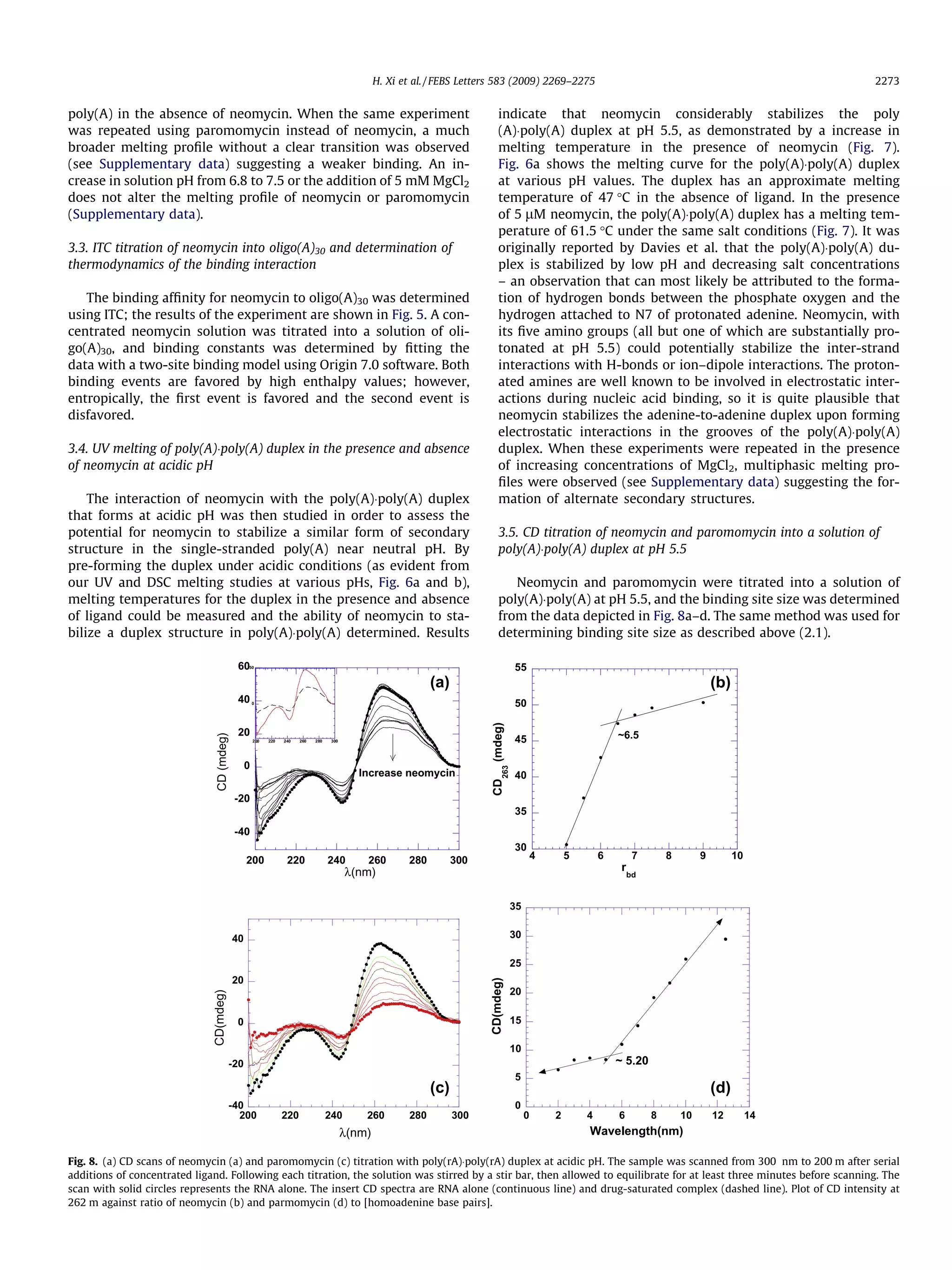 poly(A) in the absence of neomycin. When the same experiment
was repeated using paromomycin instead of neomycin, a much
broader melting proﬁle without a clear transition was observed
(see Supplementary data) suggesting a weaker binding. An in-
crease in solution pH from 6.8 to 7.5 or the addition of 5 mM MgCl2
does not alter the melting proﬁle of neomycin or paromomycin
(Supplementary data).
3.3. ITC titration of neomycin into oligo(A)30 and determination of
thermodynamics of the binding interaction
The binding afﬁnity for neomycin to oligo(A)30 was determined
using ITC; the results of the experiment are shown in Fig. 5. A con-
centrated neomycin solution was titrated into a solution of oli-
go(A)30, and binding constants was determined by ﬁtting the
data with a two-site binding model using Origin 7.0 software. Both
binding events are favored by high enthalpy values; however,
entropically, the ﬁrst event is favored and the second event is
disfavored.
3.4. UV melting of poly(A)Ápoly(A) duplex in the presence and absence
of neomycin at acidic pH
The interaction of neomycin with the poly(A)Ápoly(A) duplex
that forms at acidic pH was then studied in order to assess the
potential for neomycin to stabilize a similar form of secondary
structure in the single-stranded poly(A) near neutral pH. By
pre-forming the duplex under acidic conditions (as evident from
our UV and DSC melting studies at various pHs, Fig. 6a and b),
melting temperatures for the duplex in the presence and absence
of ligand could be measured and the ability of neomycin to sta-
bilize a duplex structure in poly(A)Ápoly(A) determined. Results
indicate that neomycin considerably stabilizes the poly
(A)Ápoly(A) duplex at pH 5.5, as demonstrated by a increase in
melting temperature in the presence of neomycin (Fig. 7).
Fig. 6a shows the melting curve for the poly(A)Ápoly(A) duplex
at various pH values. The duplex has an approximate melting
temperature of 47 °C in the absence of ligand. In the presence
of 5 lM neomycin, the poly(A)Ápoly(A) duplex has a melting tem-
perature of 61.5 °C under the same salt conditions (Fig. 7). It was
originally reported by Davies et al. that the poly(A)Ápoly(A) du-
plex is stabilized by low pH and decreasing salt concentrations
– an observation that can most likely be attributed to the forma-
tion of hydrogen bonds between the phosphate oxygen and the
hydrogen attached to N7 of protonated adenine. Neomycin, with
its ﬁve amino groups (all but one of which are substantially pro-
tonated at pH 5.5) could potentially stabilize the inter-strand
interactions with H-bonds or ion–dipole interactions. The proton-
ated amines are well known to be involved in electrostatic inter-
actions during nucleic acid binding, so it is quite plausible that
neomycin stabilizes the adenine-to-adenine duplex upon forming
electrostatic interactions in the grooves of the poly(A)Ápoly(A)
duplex. When these experiments were repeated in the presence
of increasing concentrations of MgCl2, multiphasic melting pro-
ﬁles were observed (see Supplementary data) suggesting the for-
mation of alternate secondary structures.
3.5. CD titration of neomycin and paromomycin into a solution of
poly(A)Ápoly(A) duplex at pH 5.5
Neomycin and paromomycin were titrated into a solution of
poly(A)Ápoly(A) at pH 5.5, and the binding site size was determined
from the data depicted in Fig. 8a–d. The same method was used for
determining binding site size as described above (2.1).
-40
-20
0
20
40
60
200 220 240 260 280 300
CD(mdeg)
λ(nm)
(a)
Increase neomycin
0
50
200 220 240 260 280 300
30
35
40
45
50
55
4 5 6 7 8 9 10
CD
263
(mdeg)
r
bd
~6.5
(b)
(c) (d)
-40
-20
0
20
40
200 220 240 260 280 300
CD(mdeg)
λ(nm)
0
5
10
15
20
25
30
35
0 2 4 6 8 10 12 14
CD(mdeg)
Wavelength(nm)
~ 5.20
Fig. 8. (a) CD scans of neomycin (a) and paromomycin (c) titration with poly(rA)Ápoly(rA) duplex at acidic pH. The sample was scanned from 300 nm to 200 m after serial
additions of concentrated ligand. Following each titration, the solution was stirred by a stir bar, then allowed to equilibrate for at least three minutes before scanning. The
scan with solid circles represents the RNA alone. The insert CD spectra are RNA alone (continuous line) and drug-saturated complex (dashed line). Plot of CD intensity at
262 m against ratio of neomycin (b) and parmomycin (d) to [homoadenine base pairs].
H. Xi et al. / FEBS Letters 583 (2009) 2269–2275 2273
 