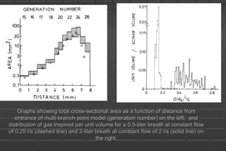 Graphs showing total cross-sectional area as a function of distance fromGraphs showing total cross-sectional area as a function of distance from
entrance of multi-branch-point model (generation number) on the left; andentrance of multi-branch-point model (generation number) on the left; and
distribution of gas inspired per unit volume for a 0.5-liter breath at constant flowdistribution of gas inspired per unit volume for a 0.5-liter breath at constant flow
of 0.25 l/s (dashed line) and 2-liter breath at constant flow of 2 l/s (solid line) onof 0.25 l/s (dashed line) and 2-liter breath at constant flow of 2 l/s (solid line) on
the right.the right.
 