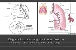Diagrams illustrating lung structure as based onDiagrams illustrating lung structure as based on
biological and medical studies of the lungs.biological and medical studies of the lungs.
 