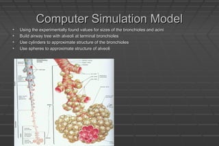 Computer Simulation ModelComputer Simulation Model
• Using the experimentally found values for sizes of the bronchioles and aciniUsing the experimentally found values for sizes of the bronchioles and acini
• Build airway tree with alveoli at terminal bronchiolesBuild airway tree with alveoli at terminal bronchioles
• Use cylinders to approximate structure of the bronchiolesUse cylinders to approximate structure of the bronchioles
• Use spheres to approximate structure of alveoliUse spheres to approximate structure of alveoli
 