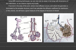 • Using MRI scanning techniques, we can only look at areas in the lungs with dimensions of
few millimeters, so we observe signal only locally.
• If we look in the area of the acini, where most diffusion occurs, and where the geometry is
dominated by the alveolar structure, and if we calculate the diffusion coefficient for distribution
in this volume, we will have a good measure of the degree of structure of alveoli.
 