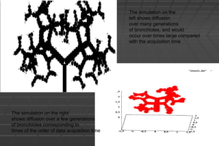 The simulation on the
left shows diffusion
over many generations
of bronchioles, and would
occur over times large compared
with the acquisition time
The simulation on the right
shows diffusion over a few generations
of bronchioles corresponding to
times of the order of data acquisition time
 