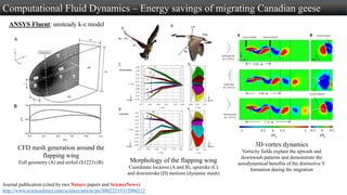 Computational Fluid Dynamics – Energy savings of migrating Canadian geese
CFD mesh generation around the
flapping wing
Full geometry (A) and airfoil (S1223) (B) Morphology of the flapping wing
Coordinate location (A and B), upstroke (C)
and downstroke (D) motions (dynamic mesh)
ANSYS Fluent: unsteady k-ε model
3D vortex dynamics
Vorticity fields explain the upwash and
downwash patterns and demonstrate the
aerodynamical benefits of the distinctive V
formation during the migration
Journal publication (cited by two Nature papers and ScienceNews):
http://www.sciencedirect.com/science/article/pii/S0022519312006212
 