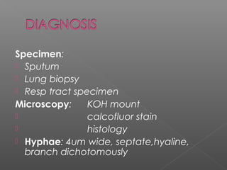 Specimen:
 Sputum
 Lung biopsy
 Resp tract specimen
Microscopy: KOH mount
 calcofluor stain
 histology
 Hyphae: 4um wide, septate,hyaline,
branch dichotomously
 