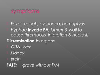  Fever, cough, dysponea, hemoptysis
 Hyphae invade BV; lumen & wall to
cause thrombosis, infarction & necrosis
Dissemination to organs
 GIT& Liver
 Kidney
 Brain
FATE: grave without T/M
 