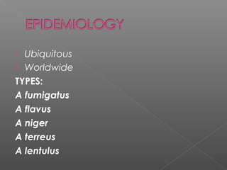  Ubiquitous
 Worldwide
TYPES:
A fumigatus
A flavus
A niger
A terreus
A lentulus
 