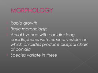  Rapid growth
 Basic morphology:
 Aerial hyphae with conidia; long
conidiophores with terminal vesicles on
which phialides produce biseptal chain
of conidia
 Species variate in these
 