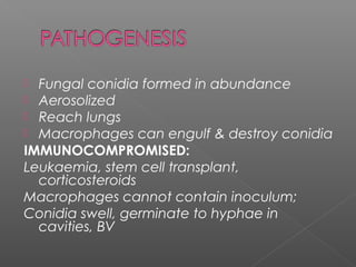  Fungal conidia formed in abundance
 Aerosolized
 Reach lungs
 Macrophages can engulf & destroy conidia
IMMUNOCOMPROMISED:
Leukaemia, stem cell transplant,
corticosteroids
Macrophages cannot contain inoculum;
Conidia swell, germinate to hyphae in
cavities, BV
 