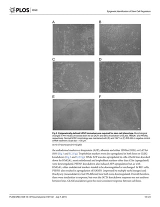 the endodermal markers α-fetoprotein (AFP), albumin and either HNF4α (RH1) or GATA6
(H9) (Fig 5 and S12 Fig). Trophoblast markers were also upregulated in both lines on GLIS2
knockdown (Fig 5 and S12 Fig). While AFP was also upregulated in cells of both lines knocked
down for HMGA1, most endodermal and trophoblast markers other than CGα (upregulated)
were downregulated. PFDN5 knockdown also induced AFP upregulation but, as with
HMGA1, other endodermal markers tended to be downregulated or unchanged. In RH1 cells,
PFDN5 also resulted in upregulation of HAND1 (expressed by multiple early lineages) and
Brachyury (mesendoderm), but H9 differed; here both were downregulated. Overall therefore,
there were similarities in response, but even the OCT4 knockdown response was not uniform
between lines. GLIS2 knockdown gave the most consistent response between cell lines.
Fig 3. Epigenetically-defined hESC biomarkers are required for stem cell phenotype. Morphological
changes in RH1 hESCs knocked down for (A) OCT4 and (B-D) knockdown of GLIS2, HMGA1 and PFDN5,
respectively. Normal hESC morphology was maintained with (E) anti-YAP1 or (F) IDS-NULL negative control
siRNA treatment. Scale bar = 100 μm.
doi:10.1371/journal.pone.0131102.g003
Epigenetic Identification of Stem Cell Regulators
PLOS ONE | DOI:10.1371/journal.pone.0131102 July 7, 2015 10 / 24
 