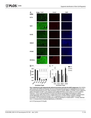 Fig 4. Interference with epigenetically-defined biomarkers perturbs the hESC epigenome. RH1 hESCs
were treated with siRNAs as indicated. (A) Immunohistochemical staining for 5-methylcytosine (5-mC) and
5-hydroxymethylcytosine (5-hmC). After knockdown of OCT4, GLIS2, HMGA1 or PFDN5, 5-hmC is difficult to
detect. Knockdown of YAP1 or the negative control siRNA (IDS-NULL) had no effect on 5-hmC in hESCs.
Scale bar = 100 μm. (B) Quantification of 5-hmC by ELISA as a percentage of total cytosine in gDNA
confirming a large (>80%) fall in 5-hmC in hESCs when OCT4, GLIS2, HMGA1 or PFDN5 is knocked down.
(C) RT-qPCR data showing fold change in TET1-3 expression on OCT4, GLIS2, HMGA1 or PFDN5
knockdown. TET transcript level changes were mostly not significant or modest (within ~1.5-fold). Asterisks
from 1–4 indicate levels of statistical significance, cf. IDS-NULL.
doi:10.1371/journal.pone.0131102.g004
Epigenetic Identification of Stem Cell Regulators
PLOS ONE | DOI:10.1371/journal.pone.0131102 July 7, 2015 11 / 24
 