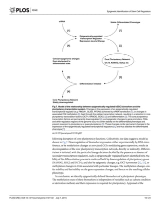 following disruption of core pluripotency functions. Collectively, our data suggest a model as
shown in Fig 7. Downregulation of biomarker expression, either experimentally by RNA inter-
ference, or by methylation changes at associated CGIs modulating gene expression, results in
downregulation of the core pluripotency transcription network, directly or indirectly. Differen-
tiation is initiated, with the particular lineage decision decided by the presence or absence of
secondary transcription regulators, such as epigenetically-regulated factors identified here. Sta-
bility of the differentiation process is conferred both by downregulation of pluripotency genes
(NANOG, SOX2 and OCT4), and also by epigenetic changes, e.g. OCT4 promoter [52, 53], or
methylation changes in CGIs associated with particular lineages. The methylation changes con-
fer stability and heritability on the gene expression changes, and hence on the resulting cellular
phenotype.
In conclusion, we identify epigenetically defined biomarkers of a pluripotent phenotype.
The methylation state of these biomarkers is independent of variables such as culture condition
or derivation method, and their expression is required for pluripotency. Appraisal of the
Fig 7. Model of the relationship between epigenetically-regulated hESC biomarkers and the
pluripotency transcription system. Changes in the expression of an epigenetically-regulated
transcriptional regulator (e.g. HMGA1, GLIS2, PFDN5) achieved by siRNA transfection [1], or changes in
associated CGI methylation [6], feed through the cellular transcription network, resulting in a reduction in core
pluripotency transcription factors (OCT4, NANOG, SOX2, [2]) and differentiation [3]. The core pluripotency
transcription factors are permanently downregulated [4], and epigenetic changes to gene promoters, CGIs
and other regulatory regions of the genome occur to confer stability on the differentiated phenotype and
prevent reversion to pluripotency or quasi-pluripotency [5]. These changes confer permanent changes to the
expression of the epigenetically regulated transcriptional regulators [6], and thus stabilise the differentiated
phenotype [7].
doi:10.1371/journal.pone.0131102.g007
Epigenetic Identification of Stem Cell Regulators
PLOS ONE | DOI:10.1371/journal.pone.0131102 July 7, 2015 16 / 24
 