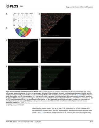 methylated in somatic tissues. The set of 1111 CGIs was reduced to 1079 by removal of 32
CGIs for which there was more than one reporter which behaved differently in different lines
(Table C in S1 File). 828 CGIs methylated in all hESC lines are gene-associated, significantly
Fig 1. Genome-wide CGI methylation analysis of hESC lines. (A) Table showing the number of methylated CGIs (Me-CGI) in each hESC line, and for
adult somatic tissues (Illingworth et al., 2008), the percentage of methylated CGIs (% Me-CGI), number of methylated gene-associated CGIs (Me-GA-CGI)
and the percentage of methylated CGIs that are gene-associated (% Me-GA-CGI). Me-CGIs are given in the supplementary file S1 Table. (B) Venn Diagram
shows heterogeneity of hESC CGI methylation. 1111 CGIs are methylated in all 4 lines. (C-G) Genome maps depicting locations of various CGI groups: (C)
Me-CGIs in hESC lines (red, gene-associated; green, not gene-associated). (D) 201 GA-CGIs methylated in hESCs but unmethylated in somatic tissues. (E)
98 GA-CGIs unmethylated in hESCs but methylated in somatic tissues. (F) hESC-expressed genes whose associated CGIs are hESC-methylated and
unmethylated in somatic tissues. (G) hESC-expressed genes whose associated CGIs are hESC-unmethylated and methylated in somatic tissues.
Autosomes ordered 1–22, 23 = X, 24 = Y.
doi:10.1371/journal.pone.0131102.g001
Epigenetic Identification of Stem Cell Regulators
PLOS ONE | DOI:10.1371/journal.pone.0131102 July 7, 2015 5 / 24
 