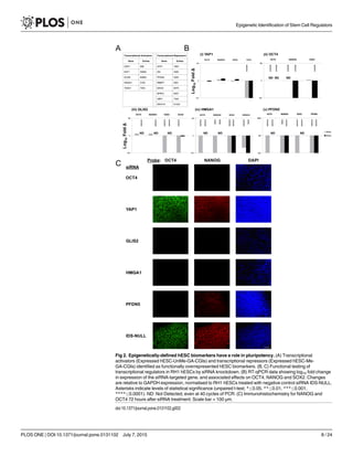 Fig 2. Epigenetically-defined hESC biomarkers have a role in pluripotency. (A) Transcriptional
activators (Expressed hESC-UnMe-GA-CGIs) and transcriptional repressors (Expressed hESC-Me-
GA-CGIs) identified as functionally overrepresented hESC biomarkers. (B, C) Functional testing of
transcriptional regulators in RH1 hESCs by siRNA knockdown. (B) RT-qPCR data showing log10 fold change
in expression of the siRNA-targeted gene, and associated effects on OCT4, NANOG and SOX2. Changes
are relative to GAPDH expression, normalised to RH1 hESCs treated with negative control siRNA IDS-NULL.
Asterisks indicate levels of statistical significance (unpaired t-test; * 0.05, ** 0.01, *** 0.001,
**** 0.0001). ND: Not Detected, even at 40 cycles of PCR. (C) Immunohistochemistry for NANOG and
OCT4 72 hours after siRNA treatment. Scale bar = 100 μm.
doi:10.1371/journal.pone.0131102.g002
Epigenetic Identification of Stem Cell Regulators
PLOS ONE | DOI:10.1371/journal.pone.0131102 July 7, 2015 8 / 24
 