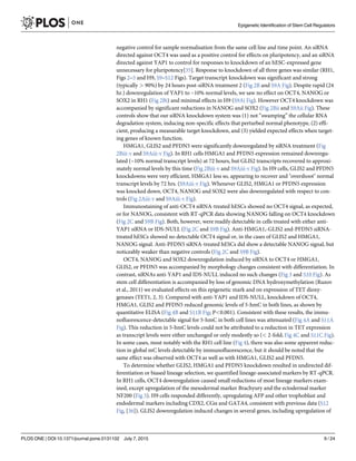 negative control for sample normalisation from the same cell line and time point. An siRNA
directed against OCT4 was used as a positive control for effects on pluripotency, and an siRNA
directed against YAP1 to control for responses to knockdown of an hESC-expressed gene
unnecessary for pluripotency[35]. Response to knockdown of all three genes was similar (RH1,
Figs 2–5 and H9, S9–S12 Figs). Target transcript knockdown was significant and strong
(typically > 90%) by 24 hours post-siRNA treatment 2 (Fig 2B and S9A Fig). Despite rapid (24
hr.) downregulation of YAP1 to ~10% normal levels, we saw no effect on OCT4, NANOG or
SOX2 in RH1 (Fig 2Bi) and minimal effects in H9 (S9Ai Fig). However OCT4 knockdown was
accompanied by significant reductions in NANOG and SOX2 (Fig 2Bii and S9Aii Fig). These
controls show that our siRNA knockdown system was (1) not “swamping” the cellular RNA
degradation system, inducing non-specific effects that perturbed normal phenotype, (2) effi-
cient, producing a measurable target knockdown, and (3) yielded expected effects when target-
ing genes of known function.
HMGA1, GLIS2 and PFDN5 were significantly downregulated by siRNA treatment (Fig
2Biii-v and S9Aiii-v Fig). In RH1 cells HMGA1 and PFDN5 expression remained downregu-
lated (~10% normal transcript levels) at 72 hours, but GLIS2 transcripts recovered to approxi-
mately normal levels by this time (Fig 2Biii-v and S9Aiii-v Fig). In H9 cells, GLIS2 and PFDN5
knockdowns were very efficient, HMGA1 less so, appearing to recover and "overshoot" normal
transcript levels by 72 hrs. (S9Aiii-v Fig). Whenever GLIS2, HMGA1 or PFDN5 expression
was knocked down, OCT4, NANOG and SOX2 were also downregulated with respect to con-
trols (Fig 2Aiii-v and S9Aiii-v Fig).
Immunostaining of anti-OCT4 siRNA-treated hESCs showed no OCT4 signal, as expected,
or for NANOG, consistent with RT-qPCR data showing NANOG falling on OCT4 knockdown
(Fig 2C and S9B Fig). Both, however, were readily detectable in cells treated with either anti-
YAP1 siRNA or IDS-NULL (Fig 2C and S9B Fig). Anti-HMGA1,-GLIS2 and-PFDN5 siRNA-
treated hESCs showed no detectable OCT4 signal or, in the cases of GLIS2 and HMGA1,
NANOG signal. Anti-PFDN5 siRNA-treated hESCs did show a detectable NANOG signal, but
noticeably weaker than negative controls (Fig 2C and S9B Fig).
OCT4, NANOG and SOX2 downregulation induced by siRNA to OCT4 or HMGA1,
GLIS2, or PFDN5 was accompanied by morphology changes consistent with differentiation. In
contrast, siRNAs anti-YAP1 and IDS-NULL induced no such changes (Fig 3 and S10 Fig). As
stem cell differentiation is accompanied by loss of genomic DNA hydroxymethylation (Ruzov
et al., 2011) we evaluated effects on this epigenetic mark and on expression of TET dioxy-
genases (TET1, 2, 3). Compared with anti-YAP1 and IDS-NULL, knockdown of OCT4,
HMGA1, GLIS2 and PFDN5 reduced genomic levels of 5-hmC in both lines, as shown by
quantitative ELISA (Fig 4B and S11B Fig; P<0.001). Consistent with these results, the immu-
nofluorescence-detectable signal for 5-hmC in both cell lines was attenuated (Fig 4A and S11A
Fig). This reduction in 5-hmC levels could not be attributed to a reduction in TET expression
as transcript levels were either unchanged or only modestly so (< 2-fold; Fig 4C and S11C Fig).
In some cases, most notably with the RH1 cell line (Fig 4), there was also some apparent reduc-
tion in global mC levels detectable by immunofluorescence, but it should be noted that the
same effect was observed with OCT4 as well as with HMGA1, GLIS2 and PFDN5.
To determine whether GLIS2, HMGA1 and PFDN5 knockdown resulted in undirected dif-
ferentiation or biased lineage selection, we quantified lineage-associated markers by RT-qPCR.
In RH1 cells, OCT4 downregulation caused small reductions of most lineage markers exam-
ined, except upregulation of the mesodermal marker Brachyury and the ectodermal marker
NF200 (Fig 5). H9 cells responded differently, upregulating AFP and other trophoblast and
endodermal markers including CDX2, CGα and GATA4, consistent with previous data (S12
Fig, [36]). GLIS2 downregulation induced changes in several genes, including upregulation of
Epigenetic Identification of Stem Cell Regulators
PLOS ONE | DOI:10.1371/journal.pone.0131102 July 7, 2015 9 / 24
 