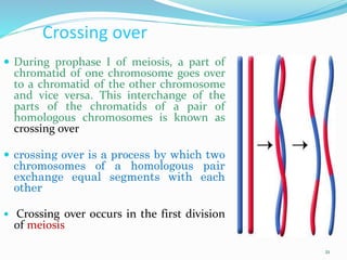Meiosis | PPTX