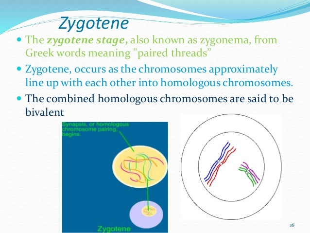 Zygoten Zygoten
