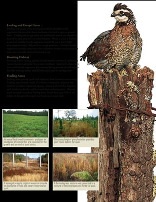 Quail Habitat Basics | PDF