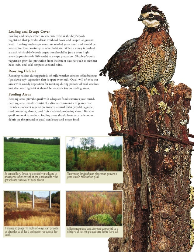 Quail Habitat Basics