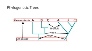 Phylogenetic Trees
 