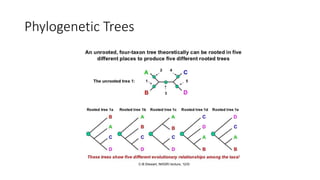 Phylogenetic Trees
 