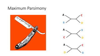 Maximum Parsimony
A
B
C
D
A
C
B
D
A
D
C
B
 