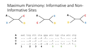 Maximum Parsimony: Informative and Non-
Informative Sites
A
D
C
B
A
C
B
D
A
B
C
D
A aat tcg ctt cta gga atc tgc cta atc ctg
B ... ..a ..g ..a .t. ... ... t.. ... ..a
C ... ..a ..c ..c ... ..t ... ... ... t.a
D ... ..a ..a ..g ..g ..t ... t.t ..t t..
1 2 3 4 5 6 7
 