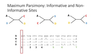 Maximum Parsimony: Informative and Non-
Informative Sites
A
D
C
B
A
C
B
D
A
B
C
D
A aat tcg ctt cta gga atc tgc cta atc ctg
B ... ..a ..g ..a .t. ... ... t.. ... ..a
C ... ..a ..c ..c ... ..t ... ... ... t.a
D ... ..a ..a ..g ..g ..t ... t.t ..t t..
1 2 3 4 5 6 7
 