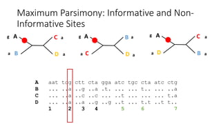 Maximum Parsimony: Informative and Non-
Informative Sites
A
D
C
B
A
C
B
D
A
B
C
D
A aat tcg ctt cta gga atc tgc cta atc ctg
B ... ..a ..g ..a .t. ... ... t.. ... ..a
C ... ..a ..c ..c ... ..t ... ... ... t.a
D ... ..a ..a ..g ..g ..t ... t.t ..t t..
1 2 3 4 5 6 7
g
a a
a g g
a a
a
a a
a
 