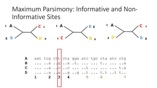 Maximum Parsimony: Informative and Non-
Informative Sites
A
D
C
B
A
C
B
D
A
B
C
D
A aat tcg ctt cta gga atc tgc cta atc ctg
B ... ..a ..g ..a .t. ... ... t.. ... ..a
C ... ..a ..c ..c ... ..t ... ... ... t.a
D ... ..a ..a ..g ..g ..t ... t.t ..t t..
1 2 3 4 5 6 7
t
g a
c t t
c a
g
a g
c
 