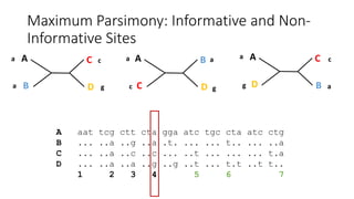Maximum Parsimony: Informative and Non-
Informative Sites
A
D
C
B
A
C
B
D
A
B
C
D
A aat tcg ctt cta gga atc tgc cta atc ctg
B ... ..a ..g ..a .t. ... ... t.. ... ..a
C ... ..a ..c ..c ... ..t ... ... ... t.a
D ... ..a ..a ..g ..g ..t ... t.t ..t t..
1 2 3 4 5 6 7
a
a g
c a a
c g
a
g a
c
 