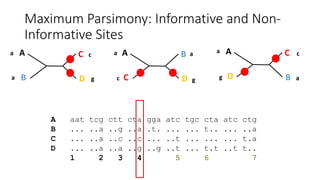 Maximum Parsimony: Informative and Non-
Informative Sites
A
D
C
B
A
C
B
D
A
B
C
D
A aat tcg ctt cta gga atc tgc cta atc ctg
B ... ..a ..g ..a .t. ... ... t.. ... ..a
C ... ..a ..c ..c ... ..t ... ... ... t.a
D ... ..a ..a ..g ..g ..t ... t.t ..t t..
1 2 3 4 5 6 7
a
a g
c a a
c g
a
g a
c
 