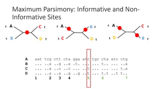 Maximum Parsimony: Informative and Non-
Informative Sites
A
D
C
B
A
C
B
D
A
B
C
D
A aat tcg ctt cta gga atc tgc cta atc ctg
B ... ..a ..g ..a .t. ... ... t.. ... ..a
C ... ..a ..c ..c ... ..t ... ... ... t.a
D ... ..a ..a ..g ..g ..t ... t.t ..t t..
1 2 3 4 5 6 7
c
c t
t c c
t t
c
t c
t
 