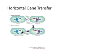 Horizontal Gene Transfer
 