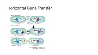 Horizontal Gene Transfer
 