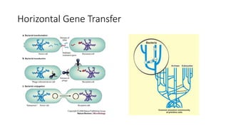 Horizontal Gene Transfer
 