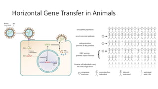 Horizontal Gene Transfer in Animals
 