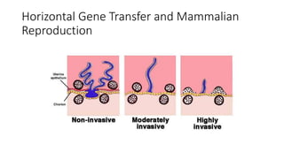 Horizontal Gene Transfer and Mammalian
Reproduction
 