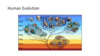 Human Evolution
 