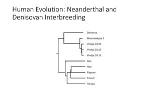 Human Evolution: Neanderthal and
Denisovan Interbreeding
 