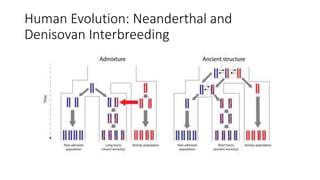 Human Evolution: Neanderthal and
Denisovan Interbreeding
 