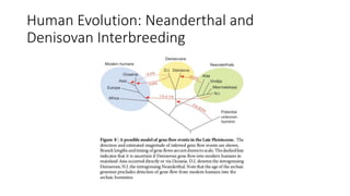 Human Evolution: Neanderthal and
Denisovan Interbreeding
 