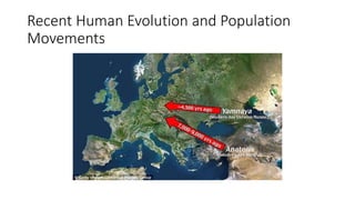 Recent Human Evolution and Population
Movements
 