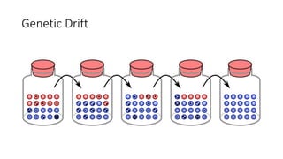 Genetic Drift
 