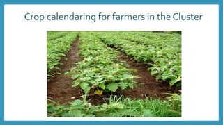 Crop calendaring for farmers in the Cluster
 