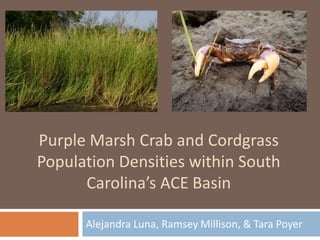 Purple Marsh Crab and Cordgrass
Population Densities within South
Carolina’s ACE Basin
Alejandra Luna, Ramsey Millison, & Tara Poyer
 