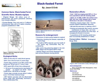 Black-footed Ferret
Acknowledgments:
Mona Long @ Main Street Reprographics, Chase
Macek, Robert Wang
By: Jason E Evitt
Common Name: Black-footed Ferret
Scientific Name: Mustela nigripes
• Original Range: 100 million acres of
intermountain and prairie grasslands extending
from Canada to Mexico
• Current Range: They only exist in 17 different
reintroduction sites and in 6 captive breeding
programs established in 1988
Reasons for endangerment:
• Conversion of native prairie habitat to cropland
• Poisoning, shooting and disease, especially of
prairie dogs
• The health of BFFs depends upon the health of
the prairie dog communities they are
sustained by
• After prairie dog poisoning abated in the mid-
1900s, plague was throughout BFFs range
• Sylvatic Plague and Canine Distemper have
been primary diseases causing decline
Figure 1. Historical range and current
reintroduction sites
Figure 2. Black-footed ferret in Janos Biosphere
Reserve, Mexico
Figure 3. BFFs-Best Friends Forever
Restoration efforts:
• Goal: 1,500 free-ranging adult BFFs in 10 or
more populations with 30+ breeding adults
• Status as of 2008: 6,500+ kits birthed since
1987 and over 2,300 released with at least
750 ferrets in the wild in 15 locations
• Breeding program began with 7 founder
animals trapped at Meeteetse, Wyoming
• 300 total kits were born in captivity in 2011!
• Dusting and systematic flea control, vaccines,
maintenance of large sites, and more
reintroduction site research are a few ways of
managing the threats to recovery
• 4 populations of 30+ breeding adults have
been successfully established in 3 states
Conservation Status: Endangered
Range Wide
Figure 4. BFF Conservation Center, Wellington, CO
References:
www.fws.gov
www.defenders.org
www.blackfootedferret.org
www.azgfd.gov
www.wikipedia.org
Ecological Niche:
• BFFs are the only U.S. native ferret species
• BFFs live in the burrows of prairie dogs
• Prairie dogs comprise up to 90% of their diet,
eating over 100 per year or 1 every 3 days
• BFFs spend 90% of their time underground
• ≈ 150 acres of occupied prairie dog habitat are
needed to support one ferret - that’s
15,000 Acres / 100 ferrets on average
• Prairie dogs currently occupy about 3 million
acres ≈ 3% of their historical range
• BFF Habitat coincides with the Black-tailed
Prairie Dogs (85% historically), Gunnison’s
PDs, & White-tailed PDs
 