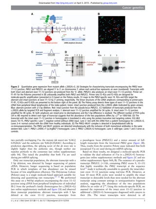 two partially overlapping 50
ss: the mutant (de novo) site ‘GAG|
GTAAGG’ and the authentic site ‘AAG|GTAAAG’. According to
prediction algorithms, the splicing score of the de novo site is
slightly higher than the authentic site, though neither site
matches perfectly to the consensus (see online supplementary
table S4). This raised the possibility that both 50
ss are used
during pre-mRNA splicing.
Only one transcript population, the aberrant transcript with a
5 bp deletion, was detected by Sanger sequencing of patient
cDNA. However, Sanger sequencing is based on population
PCR in which templates of low abundance can be missed
because of low ampliﬁcation efﬁciency. The Polymerase Colony
(Polony) assay is a single molecule-based approach suitable for
detecting and quantifying rare transcripts.13 14
We performed
this assay on a 960 bp amplicon encompassing the exon 11–12
junction using cDNA from peripheral lymphocytes of individual
III-2 from the proband’s family (homozygous for c.2002A>G)
(see online supplementary methods and ﬁgure 2A) and observed
three transcript populations: aberrant transcripts with 5 bps
deleted at the exon 11–12 junction, transcripts from
a pseudogene locus (PMS2CL) and a minor amount of full-
length transcripts from the functional PMS2 gene (ﬁgure 2B).
Thus, results from the sensitive Polony assay indicated that both
juxtaposed 50
ss are used during pre-mRNA splicing.
Based on these results, we designed a molecule-speciﬁc PCR
to validate the dual utilisation of 50
ss in c.2002A>G homozy-
gotes (see online supplementary methods and ﬁgure 2C and see
online supplementary ﬁgure S4A, B). The existence of a pseudo-
transcript PMS2CL (>1 kb, containing PMS2 exons 9, 11–15)
that highly resembles the PMS2 transcript at the sequence
level15
made it technically unsuitable to quantify the intact/aber-
rant exon 11–12 junctions using real-time PCR. However, at
least 10 more PCR cycles were needed to amplify the intact
transcript to detectable levels than were needed for the aberrant
transcript using constant settings in semiquantitative fragment
analysis, suggesting the abundance of the two populations
differs by an order of 210
. Using this molecule-speciﬁc PCR, we
assessed the expression of the intact exon 11–12 junction in
additional c.2002A>G homozygotes diagnosed with cancers in
their 20s. The intact transcripts were detected in all
Figure 2 Quantitative gene expression from mutant allele c.2002A>G. (A) Strategies for characterising transcripts encompassing the PMS2 exon
11–12 junction. PMS2 and PMS2CL are aligned 50
to 30
on chromosome 7, where each vertical bar represents an exon (numbered). Transcripts with
both intact and aberrant exon 11–12 junctions are produced from the ‘G’ allele. PMS2CL also produces an intact exon 11–12 junction. Primer set
F1–R1 for the Polonies presented in (B) unbiasedly ampliﬁes both PMS2 and PMS2CL. Primer sets F2–R2a and F2–R2b are designed for
molecule-speciﬁc ampliﬁcation (presented in C) based on the Polony results. F2 maps to the PMS2-speciﬁc exon 10. R2a and R2b target the
aberrant and intact junctions at exon 11–12 by 30
priming, respectively. The linear structures of the cDNA amplicons corresponding to primer-pairs
F1-R1, F2-R2a and F2-R2b are presented to the bottom right of the panel. (B) The Polony assay detects three types of exon 11–12 junctions in the
cDNA from peripheral blood lymphocytes of the index patient. Green: intact junction produced from the c.2002G allele (indicated by green arrows).
Blue: aberrant junction with a 5 bp deletion. Red: intact junction from the pseudo-locus PMS2CL. (C) Validation of transcripts produced from the
c.2002G allele by targeted PCR and fragment analysis. I: aberrant exon 11–12 junction ampliﬁed for 34 cycles. II: intact exon 11–12 junction
ampliﬁed for 48 cycles. III: both amplicons are mixed prior to electrophoresis and the 5 bp difference is resolved. The different number of PCR cycles
(34 vs 48) required to detect each type of transcript suggests that the abundance of the two populations differs by >210
or 1000-fold. (D) The
transcript with the intact exon 11–12 junction in homozygotes is translated in vitro using the protein truncation test targeting codons 332–863
(exons 10–15, PMS2 speciﬁc). Lane 1: negative control without cDNA input. Lane 2: test with the cDNA from a patient homozygous for c.2002A>G.
Lanes 3–4: normal control with the cDNA from healthy individuals. (E) The PMS2–MLH1 complex is detected in lymphoblastoid cells by
co-immunoprecipitation. The PMS2 and MLH1 proteins are detected simultaneously with the inclusion of both monoclonal antibodies in the same
western blot. Lane 1: PMS2 c.2404C>T (p.Arg802*) homozygote. Lane 2: PMS2 c.2002A>G homozygote. Lane 3: wild-type. Lanes 1 and 3 serve as
controls.
Li L, et al. J Med Genet 2015;0:1–5. doi:10.1136/jmedgenet-2014-102934 3
Cancer genetics
group.bmj.comon April 3, 2015 - Published byhttp://jmg.bmj.com/Downloaded from
 